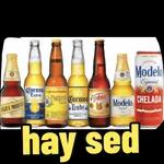 beber cerveja