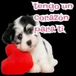 perrito