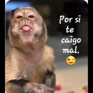 Por si te caigo mal. - getsticker.com
