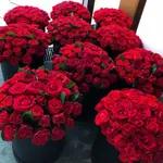 Pack 83