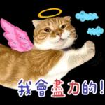 在幹森麼？小貓咪在呼叫中》〉》