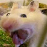 Hamsters