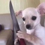 perrito