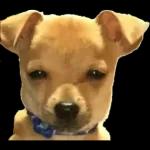 perrito