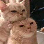 골드브라운 토피넛 라떼