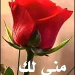 فديتك يا قلبي
eikones.top