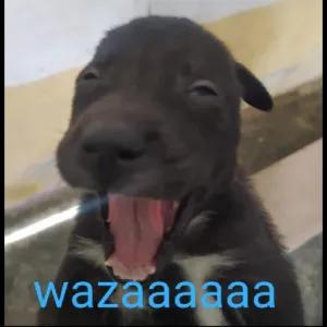 HjFVhP