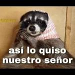 potaxuee