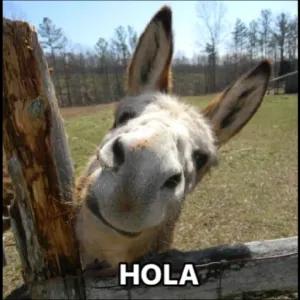 HOLA - getsticker.com