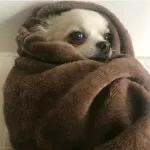 perrito