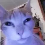 Pussy Cats