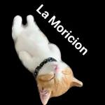 Stickers de gatos