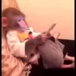 Monkeys
                            Get buck