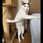 Broken Cats