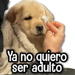                              De todo un Poco #➏ 👻TOP STICKERS - getsticker.com