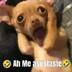HOLA