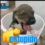 estúpido