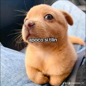 apoco si tilin - getsticker.com