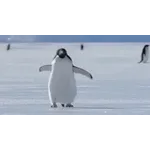 Motion Skills