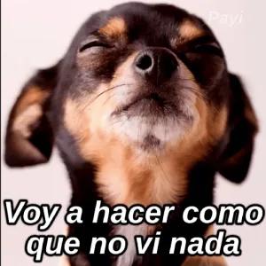 Payi Voy a hacer como que no vi nada - getsticker.com