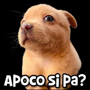 Apoco si pa? - getsticker.com