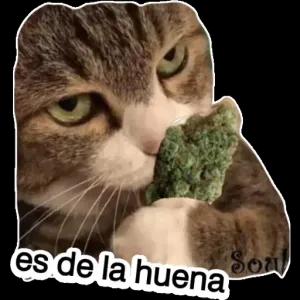 jVBzCy