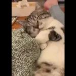 Video Cats