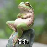 los stks