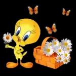 piolin