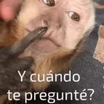 I'm a monkey, I don't work