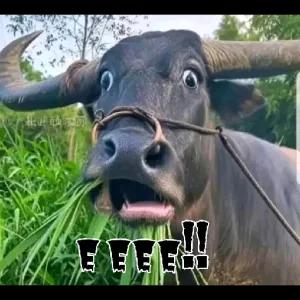 EEEE!! - getsticker.com