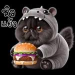 แมวดำ ฮิปโปแคระ