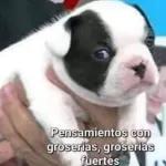 Pensamientos con groserías, groserías fuertes