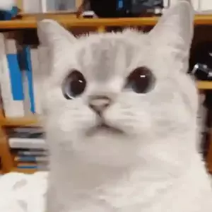 VYy5mq