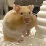 Hamsters