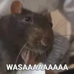 rata wasssssa
