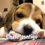 cachondos 