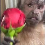 GRACIAS Cosita hermosa
