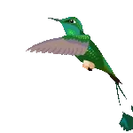 colibrí 