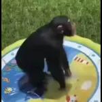 Monkeys
                            Get buck