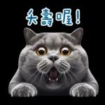 起肖貓貓★台語卡唬爛!