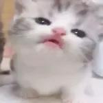 Pussy Cats