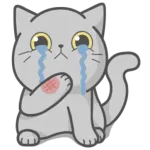 cute cat ❤️❤️