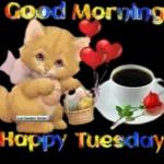 bears and cats for you