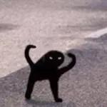 cat memes