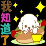 白貴賓犬表情包