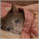 GATICOS 