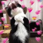 TE AMO 