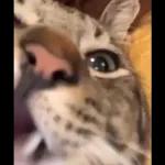 Videocats