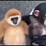 Monkeys
                            Get buck